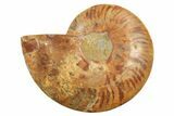 Cut & Polished Ammonite Fossil (Half) - Madagascar #296456-1